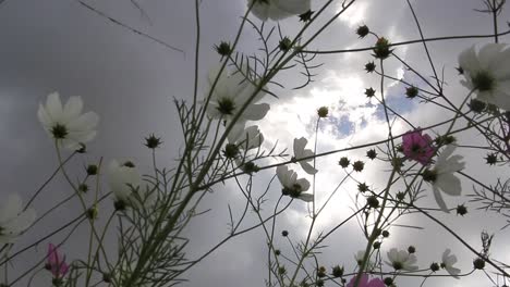 El-Cosmos-Baila-Ante-Un-Cielo-Nublado.