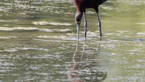 Close-up-slow-motion:-White-faced-Ibis-bird-feeding-in-shallow-pond