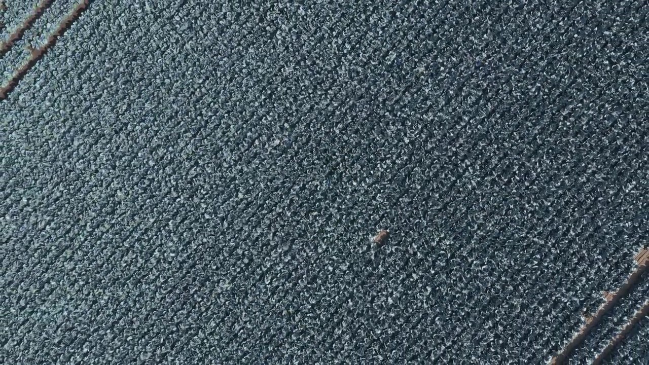 Aerial View of a Small Animal Walking Across a Large Agricultural Field