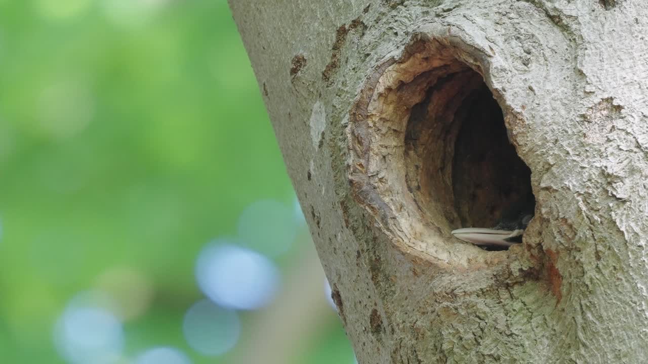 pájaro carpintero negro juvenil, asomándose desde un agujero profundo en el árbol, fondo verde bokeh