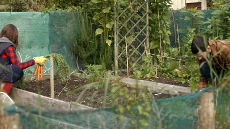 young couple harvesting vegetables