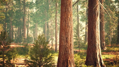 Secuoyas-Gigantes-En-El-Bosque-Gigante-Del-Parque-Nacional-De-Secuoyas