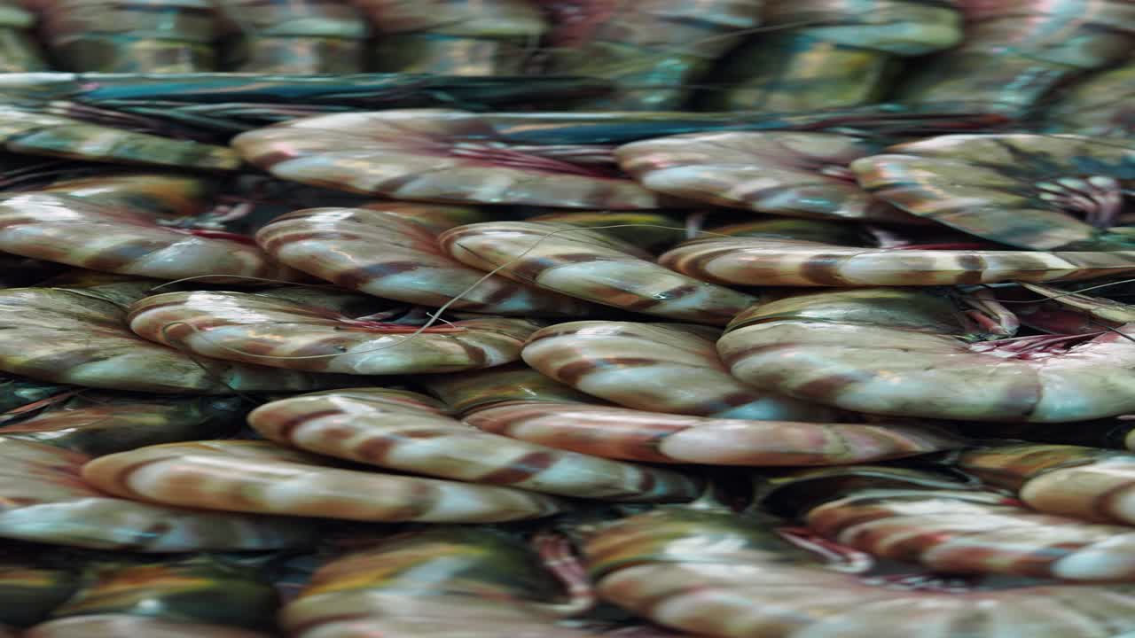 camarones recién capturados