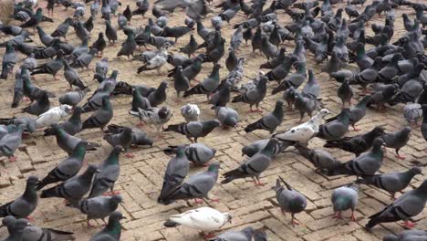 a flock of pigeons feeding on the grain given to them at the boudhanath stupa