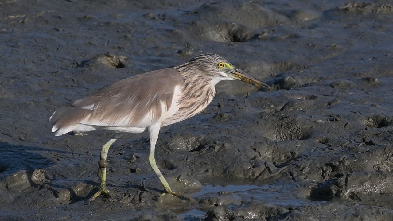 una de las garzas de estanque encontradas en tailandia que muestran diferentes plumajes según la temporada