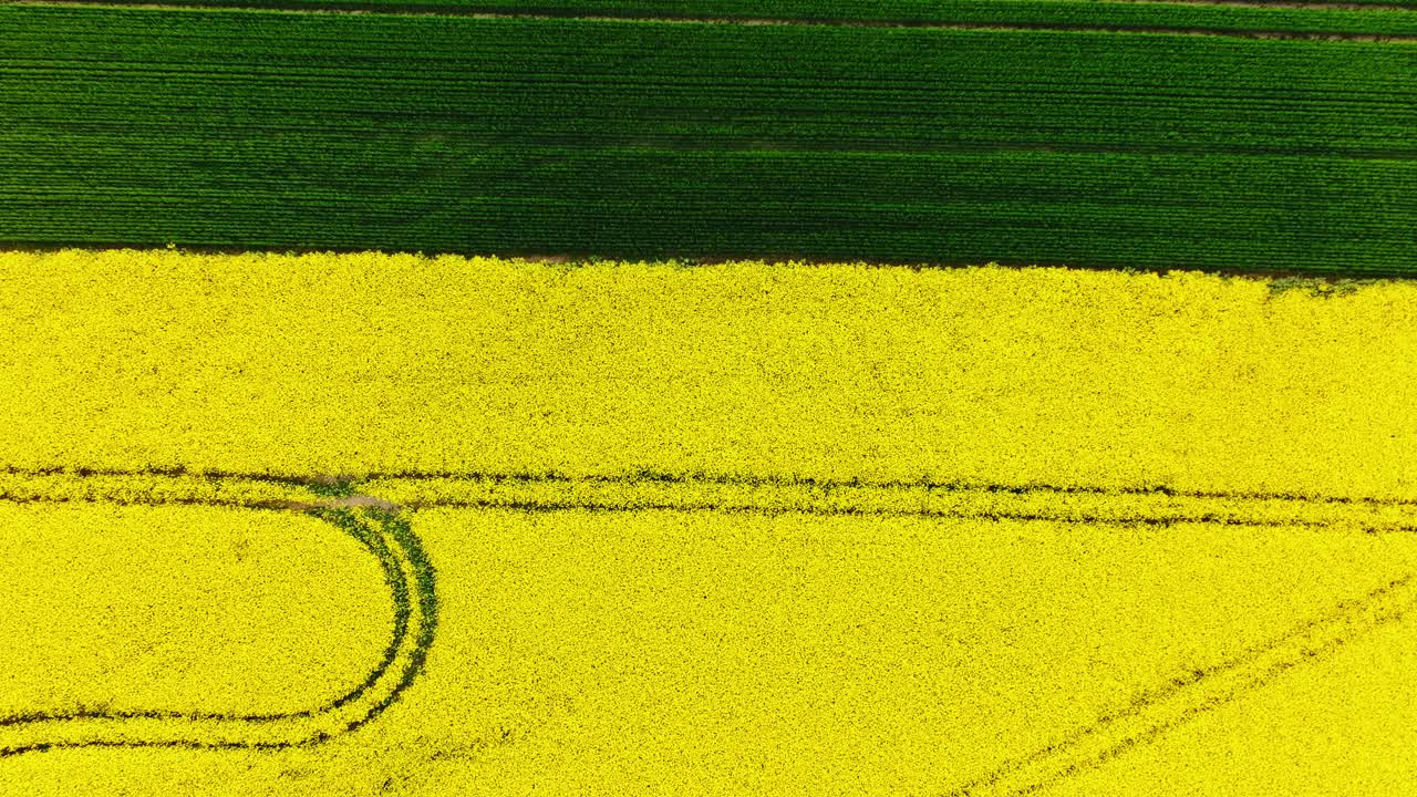 Slow motion top view, contrasting crops and elegant curved path Latvian farmland