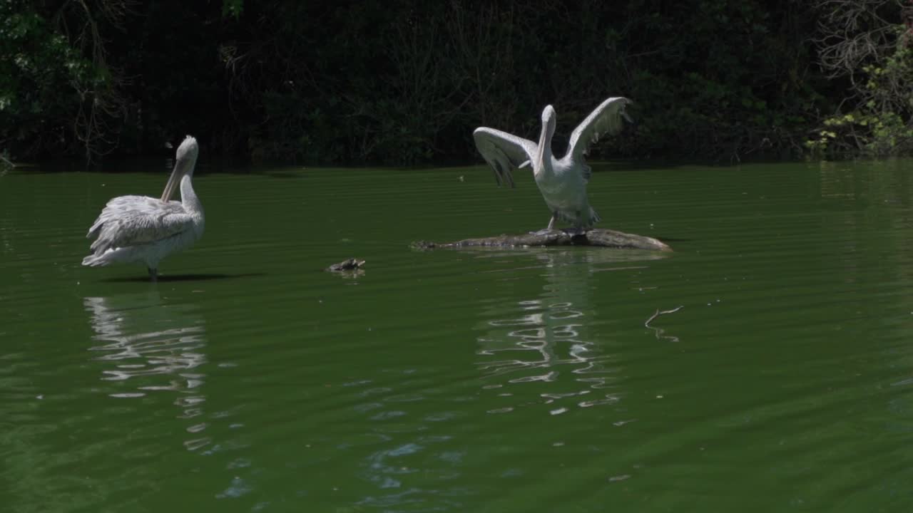4k footage ; great white pelican in the pond at Plankendaal. Two White pelicans look for food by the water. One pelicans stand on stones and another in a pond.