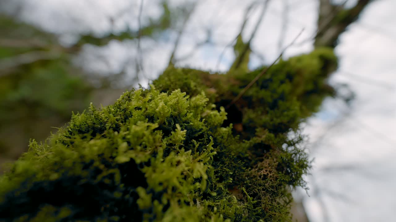 Close-up of Moss-Covered Tree Trunk