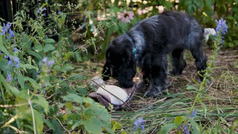 lindo cachorro spaniel juguetonamente muerde un juguete de peluche pero elige palo, enfoque suave fijo