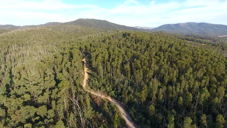 antena sobre senderos para caminar en el bosque