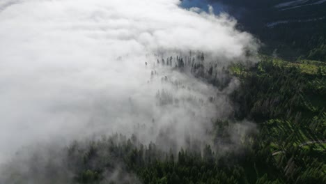 Un-Espeso-Manto-De-Niebla-Asciende-Suavemente-Por-Una-Colina,-Envolviendo-Con-Gracia-Los-árboles-Y-Fusionándose-Con-El-Exuberante-Dosel,-Creando-Un-Paisaje-Etéreo