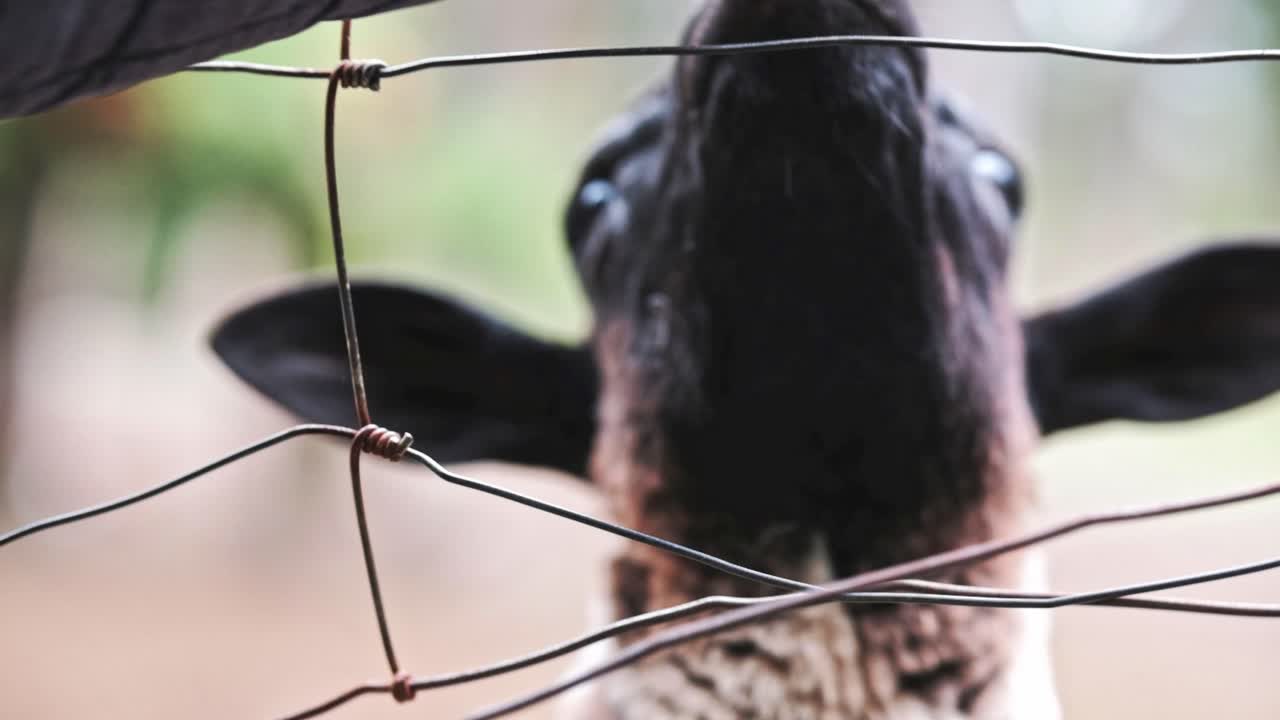 A man stroking a sheep through a fence at a petting farm