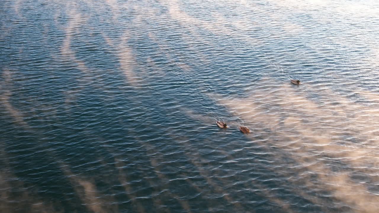 Ducklings Floating On Lake Water In Oslo, Norway During Winter