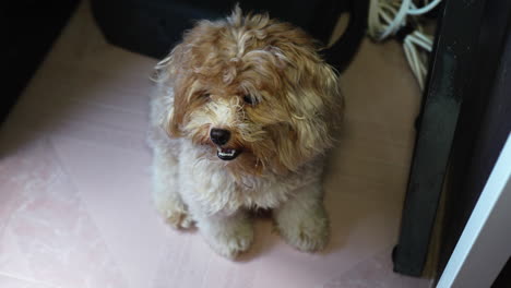 brown puppy sitting relaxed on the floor looking at his master