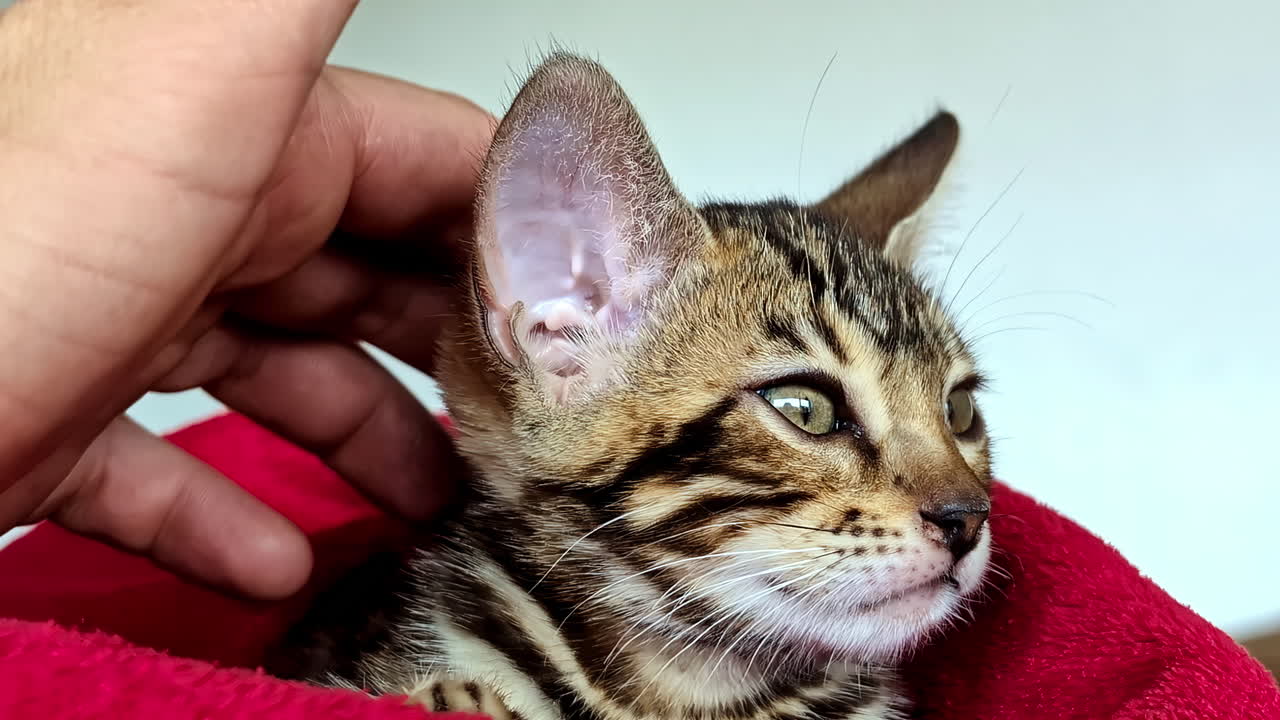 Un primer plano de un lindo gatito atigrado siendo suavemente acariciado y sostenido por una persona