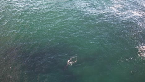 Humpback-Whale-At-Norries-Head,-Cabarita-Beach-In-New-South-Wales,-Australia---drone-shot