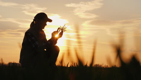 Un-Agricultor-Que-Trabaja-En-El-Campo-Está-Estudiando-Brotes-De-Trigo-Mirando-A-Través-De-Una-Lupa