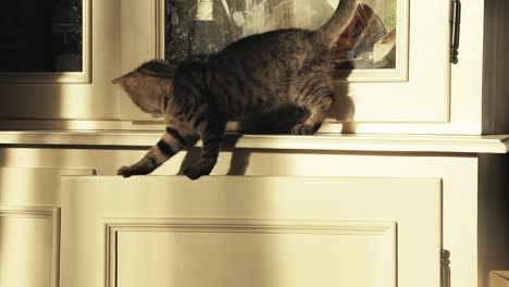 Kitten-tries-to-get-down-from-cupboard