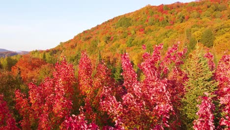 autumn coloured woodland foliage slow panning aerial