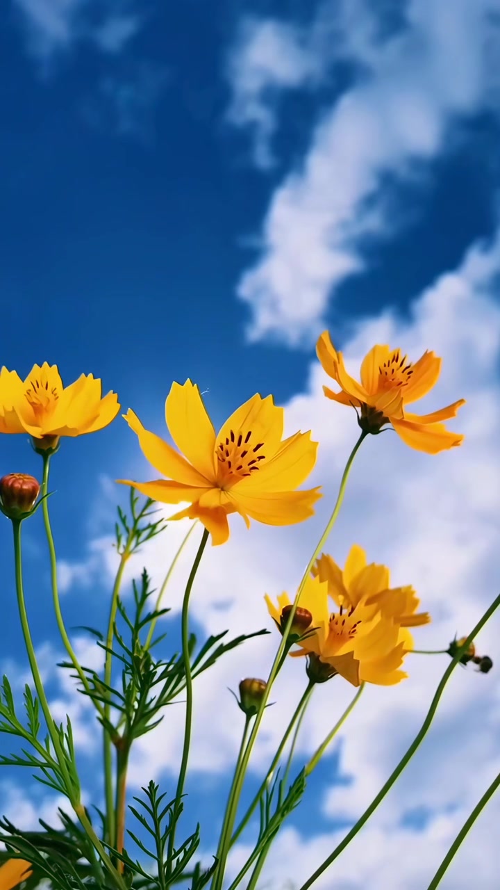 Fiori di cosmo giallo brillante che ondeggiano sotto un cielo blu soleggiato