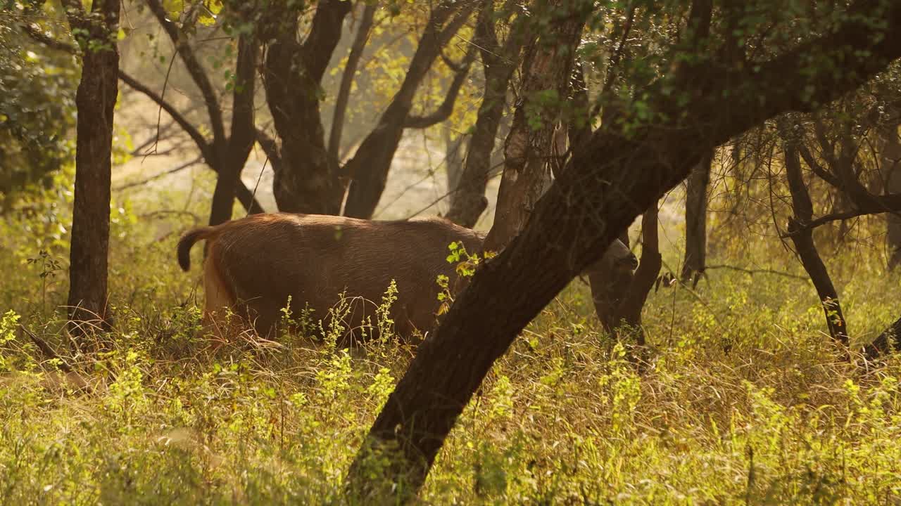 Sambar Rusa unicolor is a large deer native to the Indian subcontinent, South China, and Southeast Asia that is listed as a vulnerable species. Ranthambore National Park Sawai Madhopur Rajasthan India