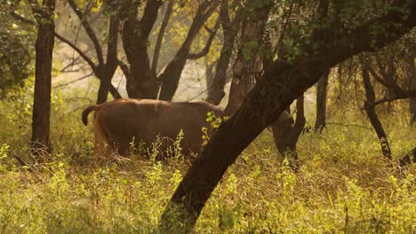 sambar rusa unicolor es un gran ciervo nativo del subcontinente indio, el sur de china y el sureste de asia que está catalogado como una especie vulnerable. parque nacional de ranthambore sawai madhopur rajasthan india