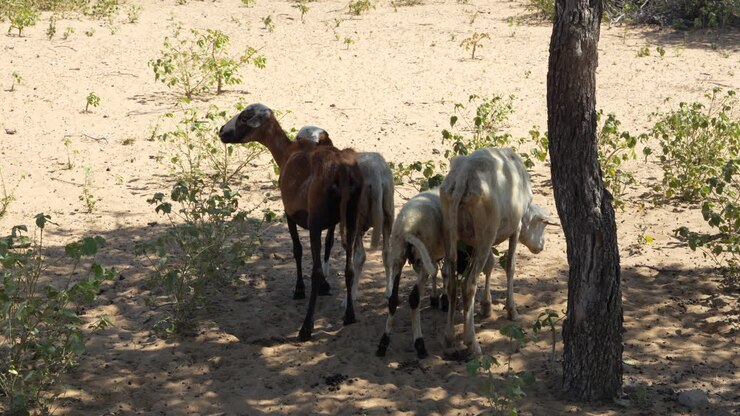 Un piccolo gregge di capre pascola sotto una rada ombra nelle sabbie aride e illuminate dal sole di La Guajira, Colombia. Un'ampia inquadratura statica cattura il fascino rustico, la luce naturale e il caratteristico terreno di macchia arida.
