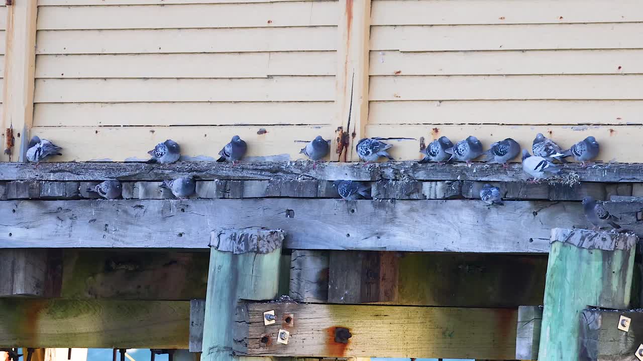 A group of pigeons rests on a weathered pier in Bellarine, Victoria. The scene captures a calm, natural setting with soft lighting