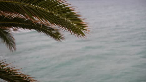 Minimalistic-abstract-view-of-palm-tree-against-cloudy-weather-ocean