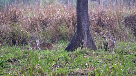 some spotted deer or axis deer in their natural habitat in nepal