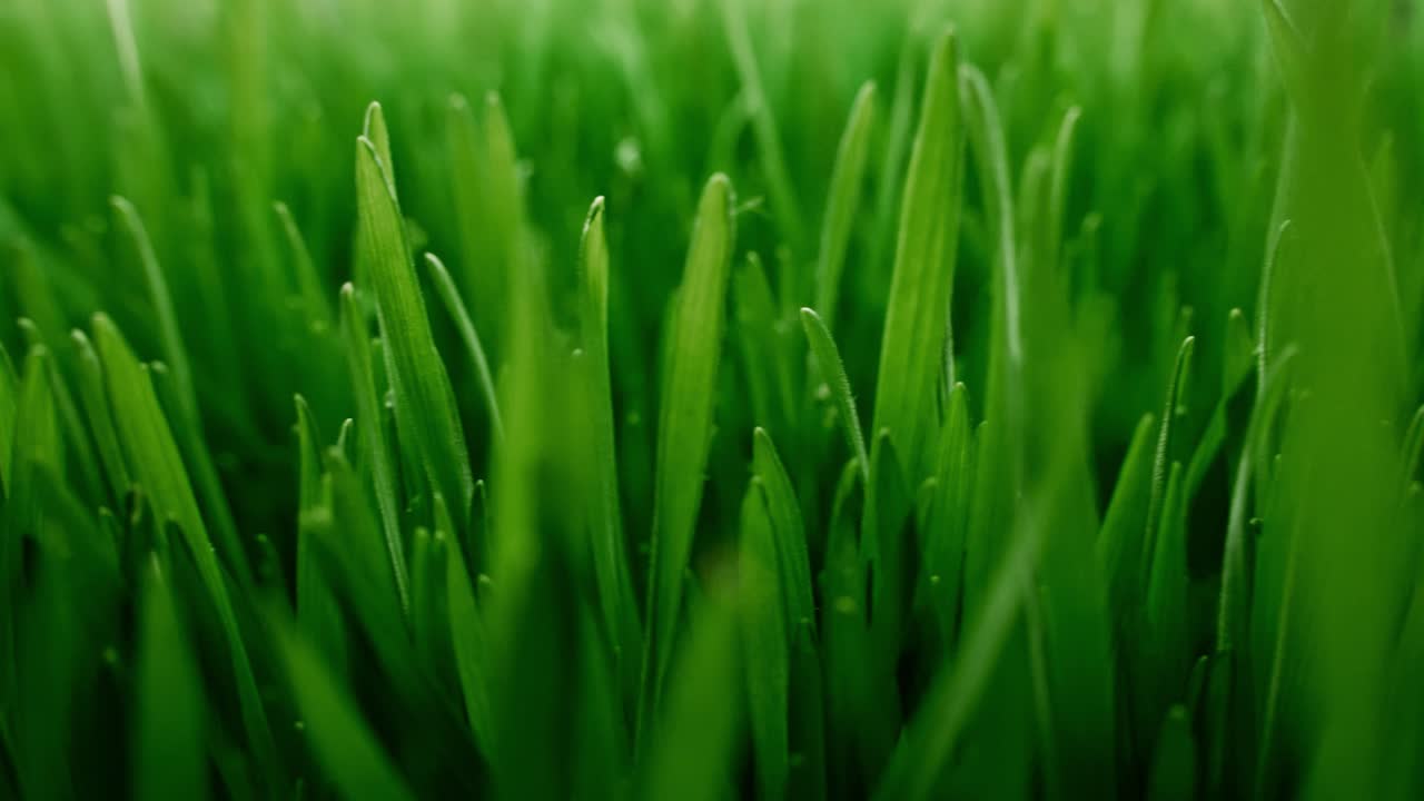 Primo piano di fili d'erba verde fresca che ondeggiano delicatamente