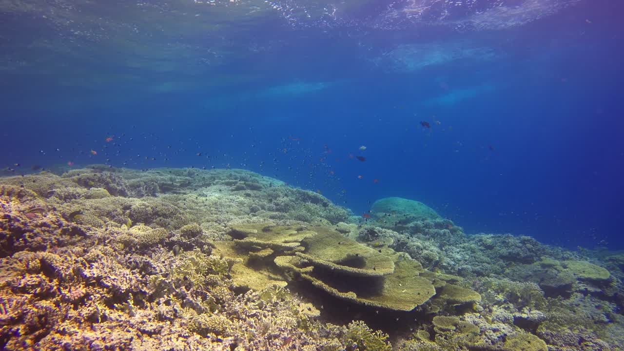 arrecife de coral con corales de mesa grande y mar azul profundo