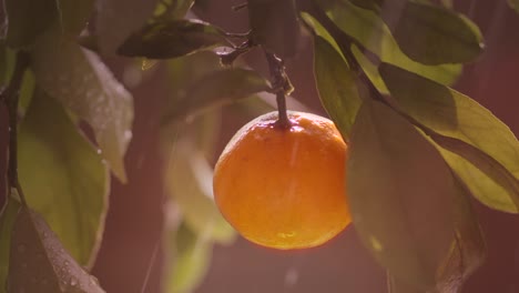 frutas cítricas en el resplandor del sol y las gotas de lluvia
