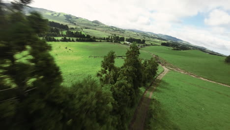 antena fpv de árboles y rebaños de vacas en verdes colinas en las azores