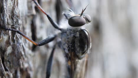 mosquito en la corteza del árbol