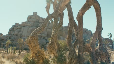 a dying joshua tree in the desert