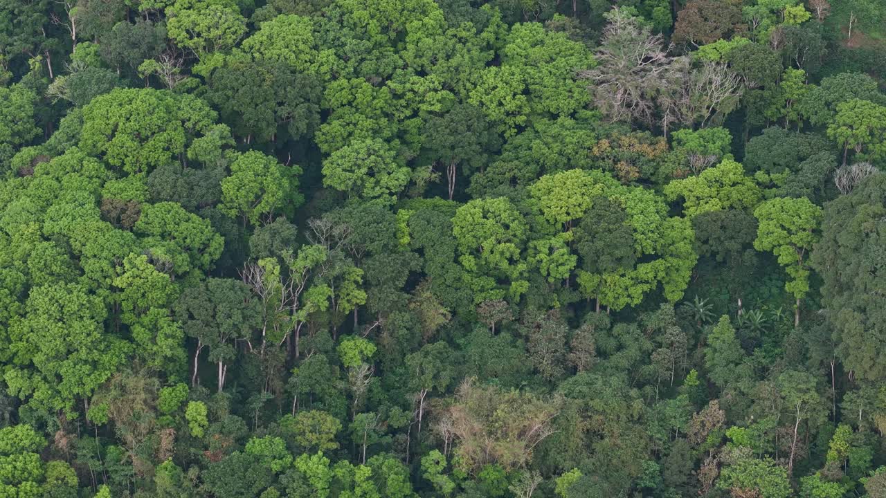 Aerial footage of rainforest treetops under daylight, representing untouched nature. Indonesia tropical rain forest