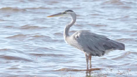 Great-Blue-Heron-Steht-In-Zeitlupe-Am-Windigen-Strandufer