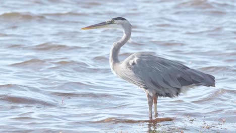 gran garza azul de pie en la orilla de la playa ventosa en cámara lenta