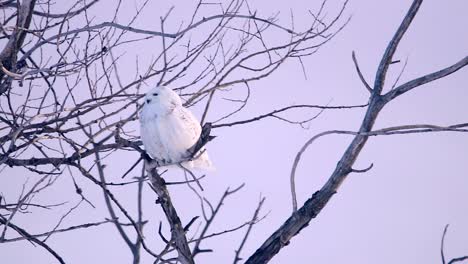 a snowy owl cleans its feathers