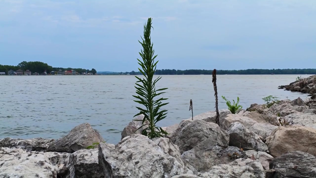 Una pianta alta e verde cresce tra le rocce calcaree lungo la riva del Lago Buckeye, Ohio, con acqua calma e case sul lago in lontananza