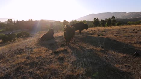 An-Excellent-Vista-Aérea-Shot-Of-Bison-In-San-Luis-Obispo-California