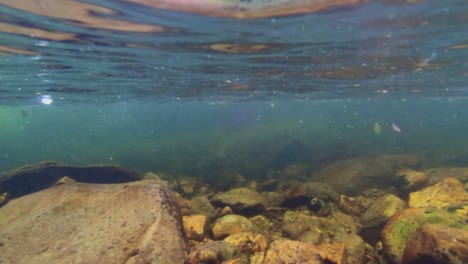 captura submarina de una trucha asesina comiendo una mosca de mayo en la superficie del agua dos veces