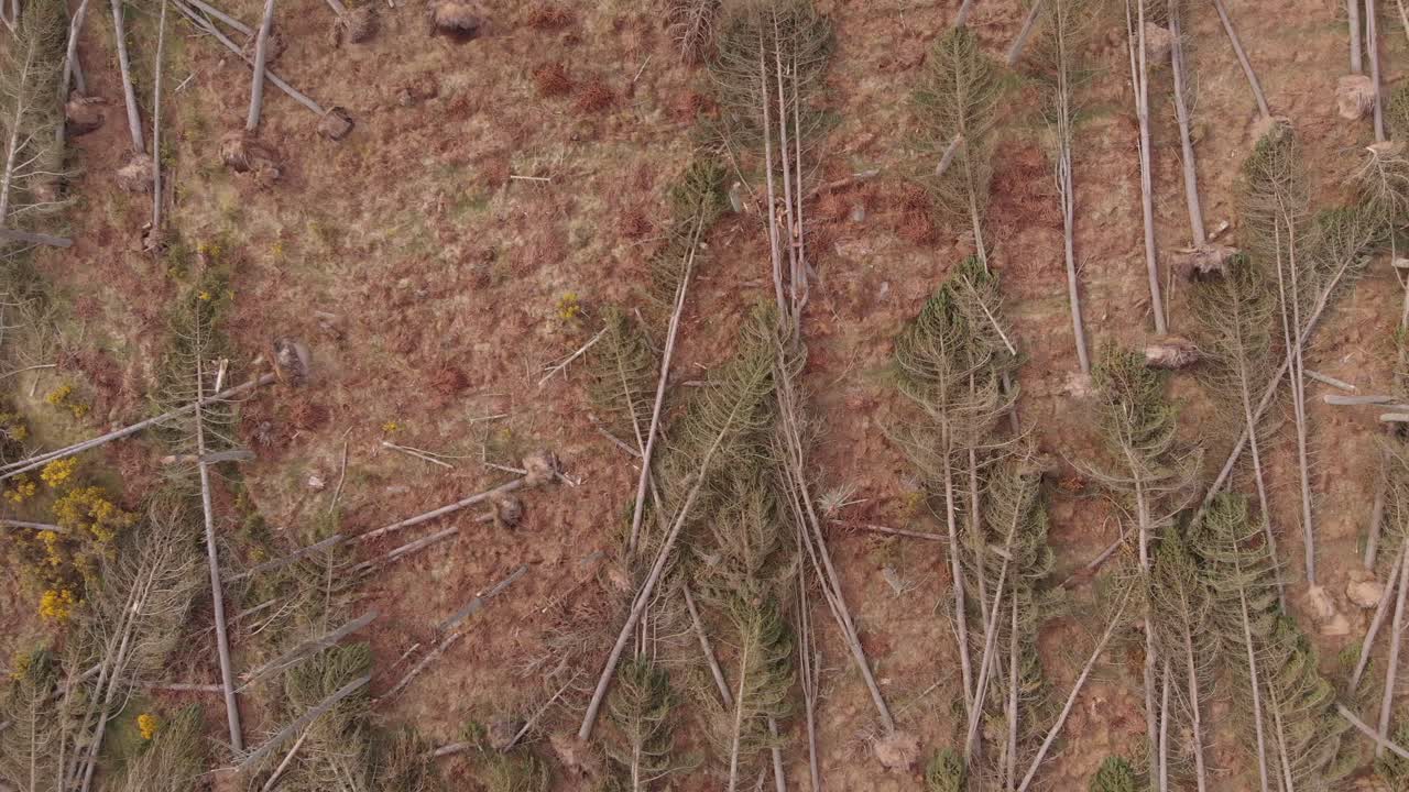 강한 바람 폭풍 동안 뿌리 뽑힌 나무의 조감도