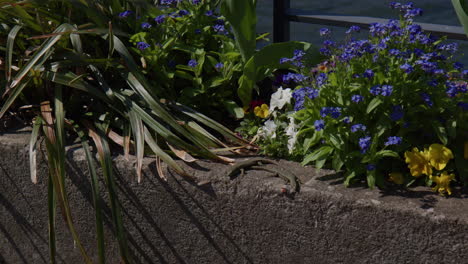 dos lagartos skink tomando el sol en el jardín junto a las flores en flor en bellagio, italia