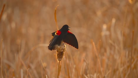 Slow-motion-4k-of-a-Red-Wing-Blackbird-perched-on-a-cattail-in-a-marsh-wetland-with-wings-spread,-singing-his-mating-call-during-a-spring-sunset