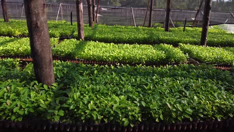 el arte de la jardinería dentro del vivero con plántulas de yerba mate