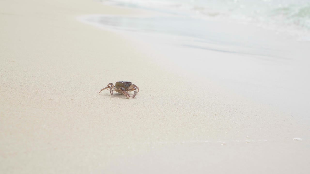 Small crab near the ocean