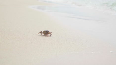 small crab near the ocean