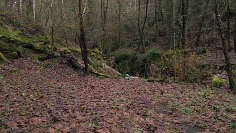 Blätterbedeckter-Waldboden-In-Der-Wildnis